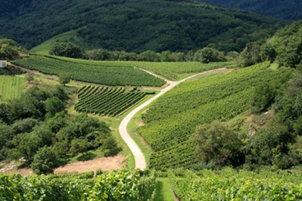 Circuit des vignobles de la Provence